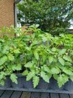 Dattelcherry Tomaten Pflanzen Niedersachsen - Ganderkesee Vorschau