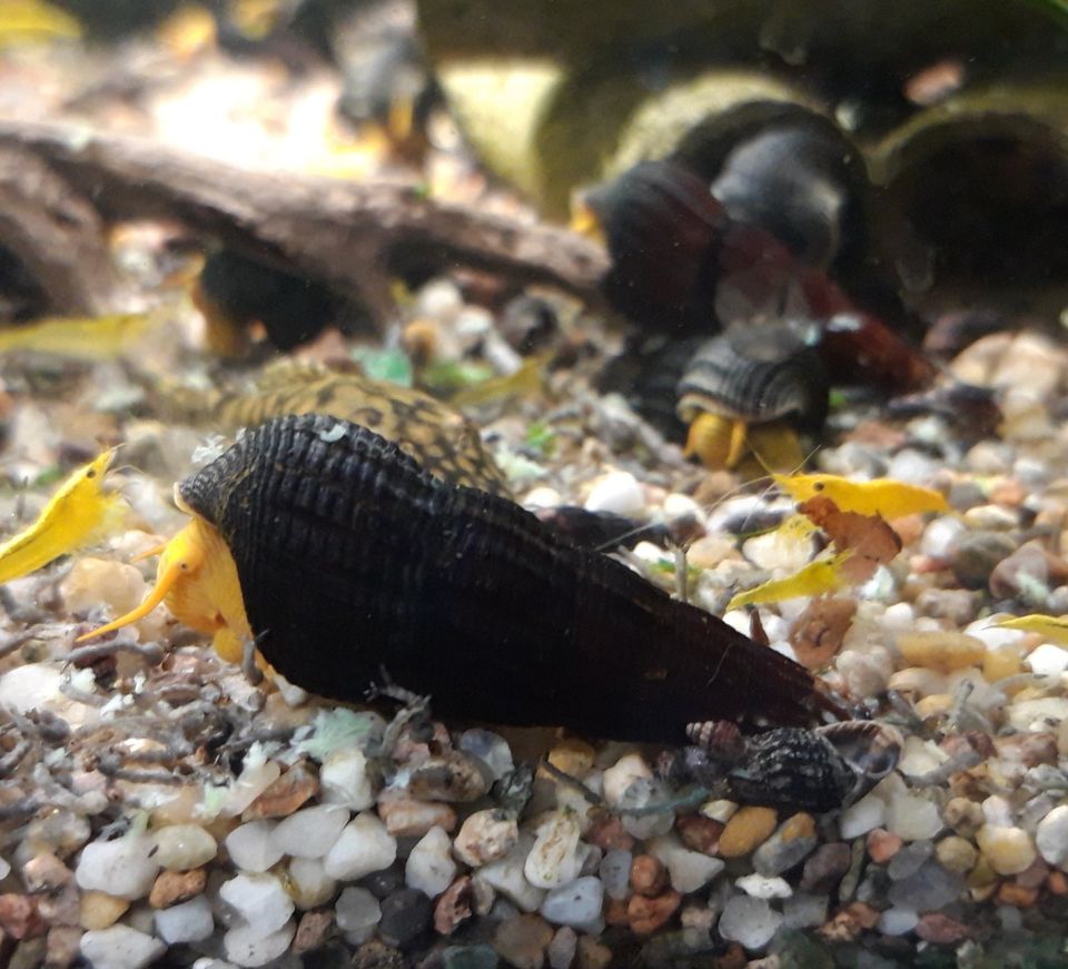 Tylomelania sp. Orange Schnecke (DNZ) Felsenschnecke Sulawesi in Dresden