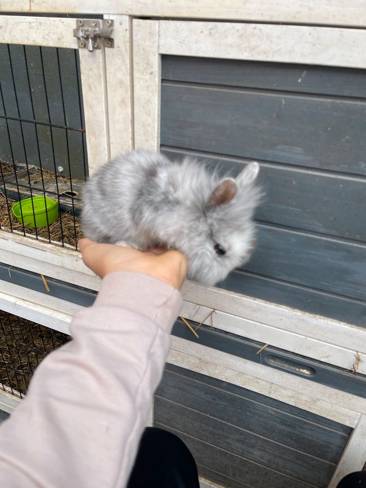 8 wochen alte baby Zwergkaninchen in Lambrecht (Pfalz)