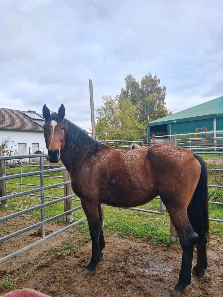 Warmblut Stute in Bischofsheim