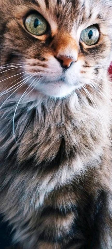 Maine Coon Mix Kater Vermisst in Reichertshofen