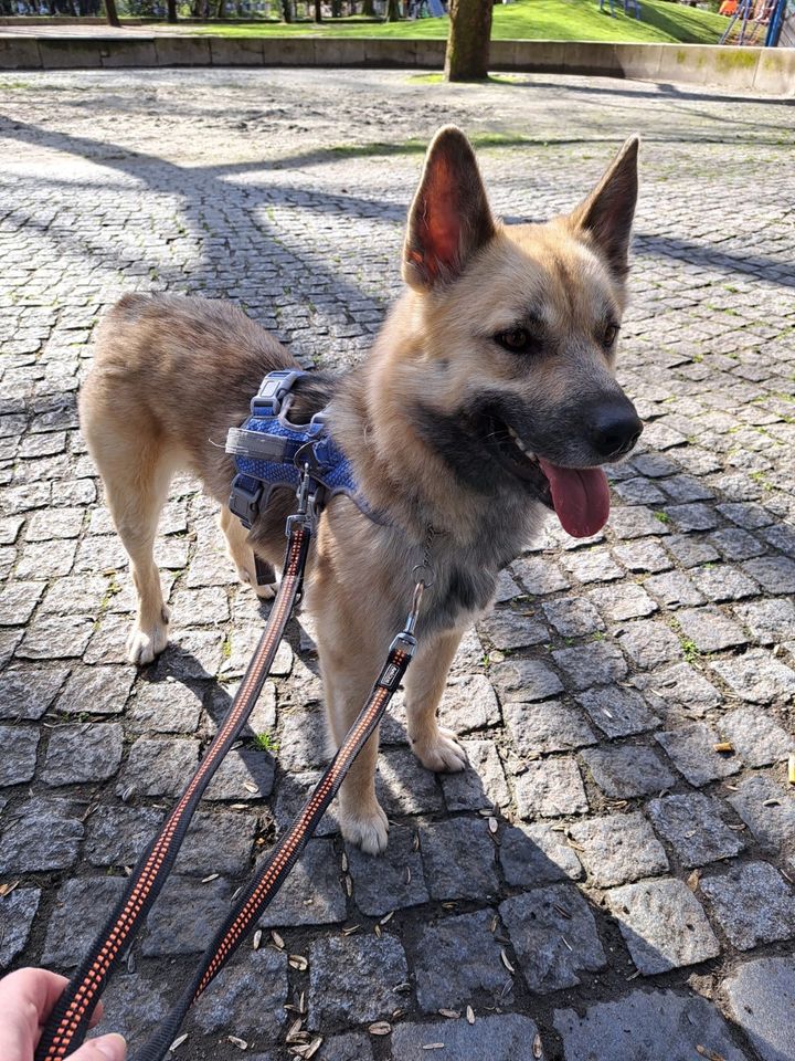 Tierschutz - Pers sucht seine Familie in Rothenburg o. d. Tauber