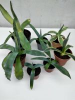 Agave in verschiedenen Größen Thüringen - Breitenworbis Vorschau