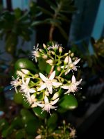 Sukkulente Crassula ovata Hessen - Großkrotzenburg Vorschau