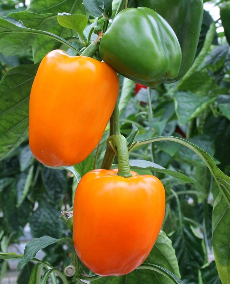 Paprika und Chili Pflanzen  - viele verschiedene Sorten ! in Uplengen