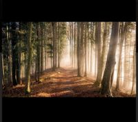 Suche Forstfläche Wald Acker Wiese Lagerfläche Splitterfläche Brandenburg - Oranienburg Vorschau