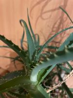 Aloe Vera / Frische Blätter / Gartenbau / Stecklinge / Züchten Hannover - Mitte Vorschau