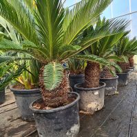 Sago Palmfarn Cycas revoluta 80-100 cm 30 cm Stammhöhe Bayern - Altfraunhofen Vorschau