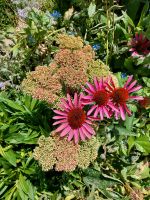 Hohe Fetthenne (Sedum telephium) Ableger Jungpflanzen Stauden Baden-Württemberg - Neresheim Vorschau