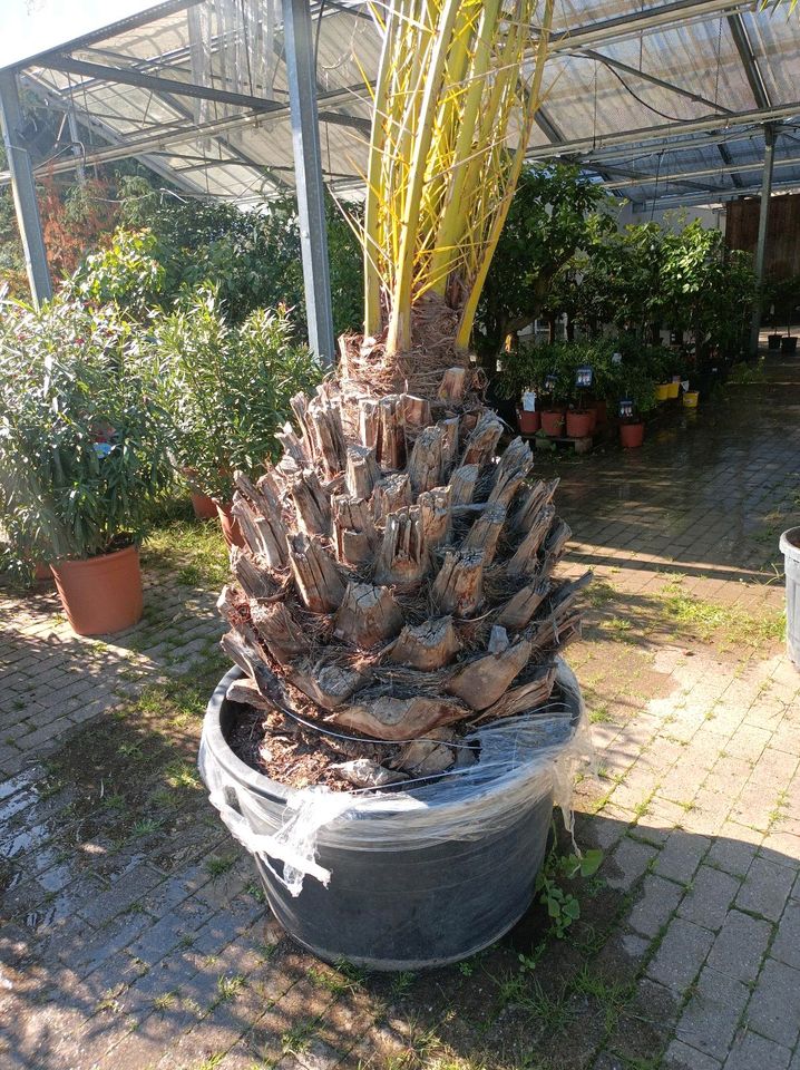 SALE Kanarische Dattelpalme Phoenix canariensis 3,5-4,5m in Nordkirchen