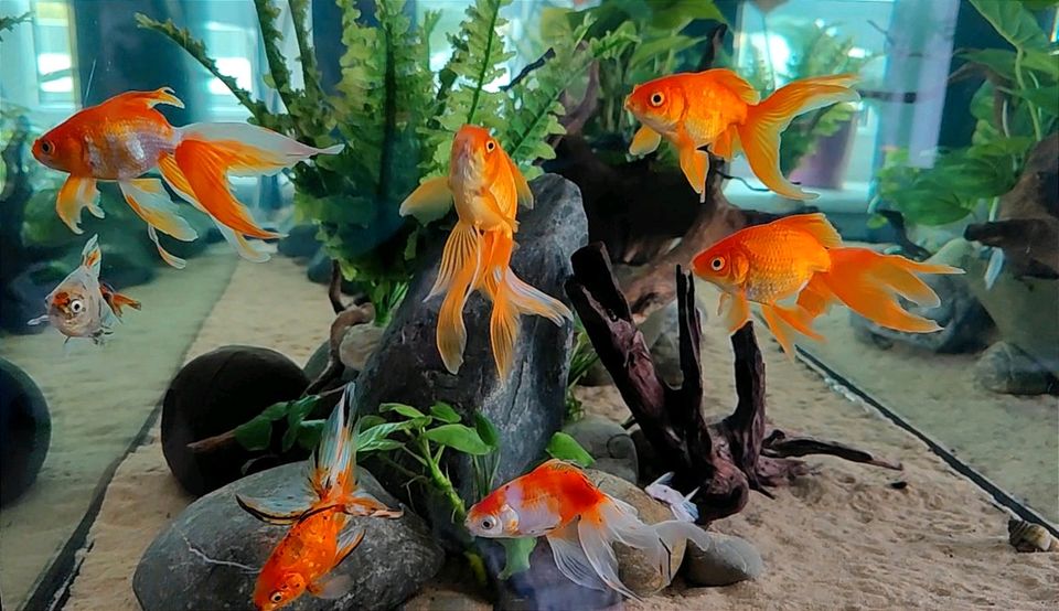 Goldfische Schleierschwänze Fische Aquarium in Neustadt a.d.Donau