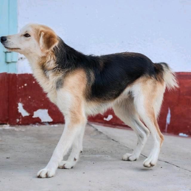 SAM Mischling Tierschutz Hund Rüde in Döbeln