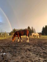 Suche/Biete Reitbegleitung in Göhlen Mecklenburg-Vorpommern - Belsch Vorschau