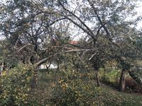 Grundstücksberäumung, Baum fällen, Baumabtragung, Rodung Dresden - Schönfeld-Weißig Vorschau