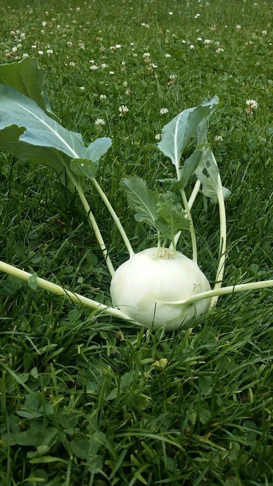 Kohlrabisamen bio, blauer weißer Kohlrabi, Hochbeet, Balkonkasten in München