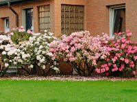 Rhododendron zu verschenken Nordrhein-Westfalen - Datteln Vorschau