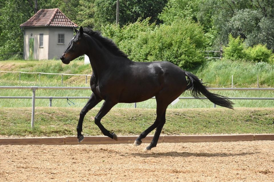 Tolles Freizeit Pferd sucht zuhause in Stuttgart