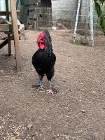 Marans Junghahn schwarz/silber Brandenburg - Rabenstein/Fläming Vorschau