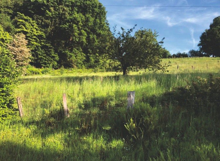 Verkaufe 2,60 ha Grünland in Laubach Stadt Hann. Münden (GÖ) in