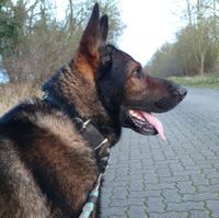 Lieber Schäferhund Bismark (Altmark) - Dobberkau Vorschau