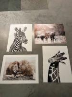 Desenio Poster/Bilder Elefant, Zebra, Giraffe, Löwe, 40x30cme Baden-Württemberg - Neuhausen Vorschau