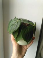 Philodendron scandens Hamburg-Mitte - Hamburg Hamm Vorschau