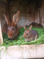 Hase Hasenbabys Kaninchen Hessen - Hünfelden Vorschau