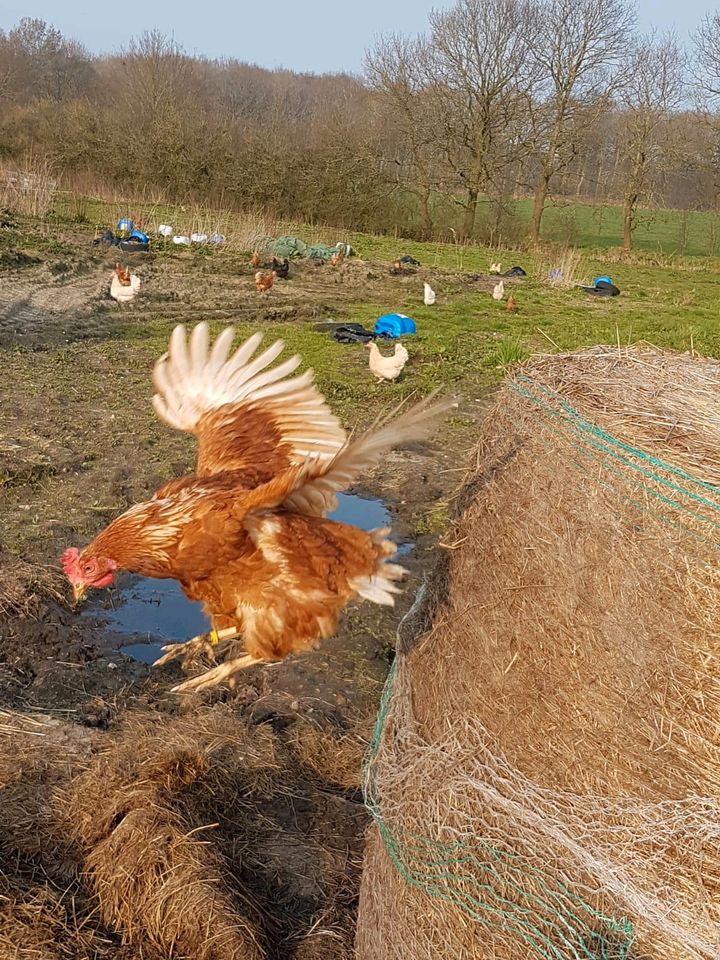 Ferienwohnung,Nordsee Nähe,v. Natur, Reiten,angeln, Kutschfa, in Hollingstedt b Delve Holst