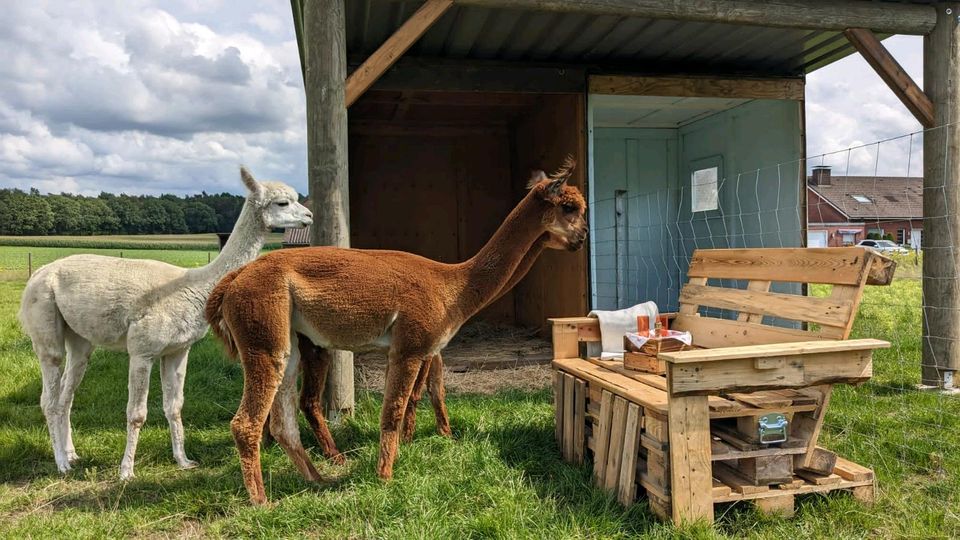 Frühstück, Date, Picknick, Kaffeeklatsch bei den Alpakas in Reken