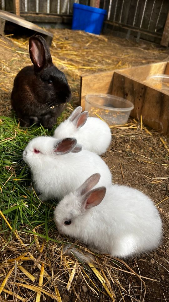 Kaninchen Babys in Waldbröl