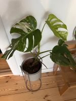 monstera deliciosa variegata Berlin - Neukölln Vorschau