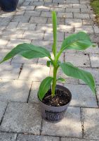 Bananenbaum Musa  Pflanze Garten grün Bayern - Wallerfing Vorschau