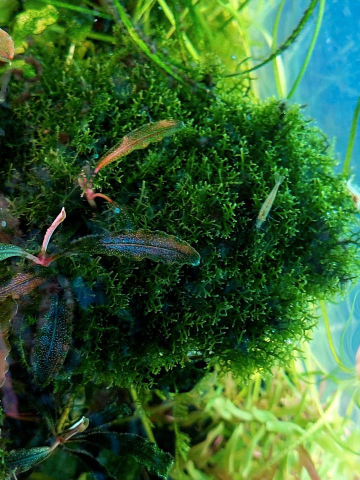 Riccardia sp. "chamedryfolia" Aquarium filigranes Moos in München