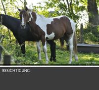 Bauernhaus mit Weideland gesucht !!! Nordrhein-Westfalen - Bad Laasphe Vorschau