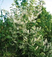 Traubenkirsche Prunus padus Kirschbaum 125-150cm groß Nordrhein-Westfalen - Simmerath Vorschau