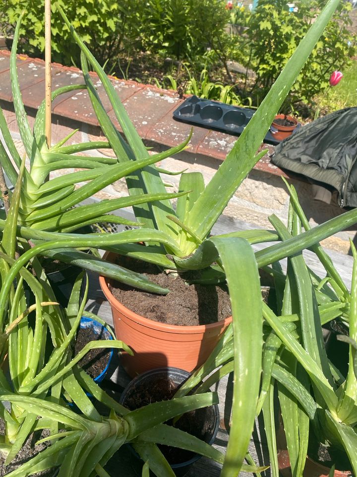 Aloe Vera Pflanze in Neustadt