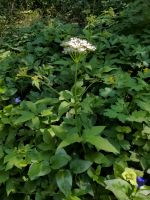 Ein Topf Giersch - wichtige insektenoflanze Niedersachsen - Steinfeld Vorschau