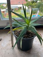 Aloe Vera Pflanze Baden-Württemberg - Reutlingen Vorschau