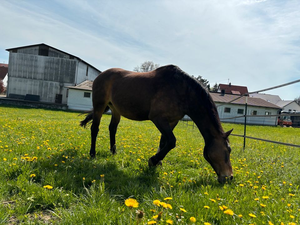 Beistellpferd 18 Jahre in Ulm