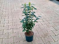 Portugisiescher Kirschlorbeer 'Angustifolia' (ca. 60cm) für 5,99€ - Direkt vom Gärtner! Niedersachsen - Bad Zwischenahn Vorschau