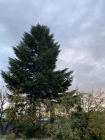 Baumfällung Baum fällen Pflasterarbeiten Wurzel entfernen Niedersachsen - Osterode am Harz Vorschau