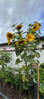 Sonnenblumen Pflanzen XXL ab 50cm Sachsen-Anhalt - Biederitz Vorschau