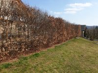 Baumfällung, Heckenschnitt, Garten- und Landschaftsgestaltung Rheinland-Pfalz - Masburg Vorschau