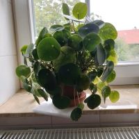 Pflanze sucht ein neues Zuhause Sachsen - Groitzsch Vorschau