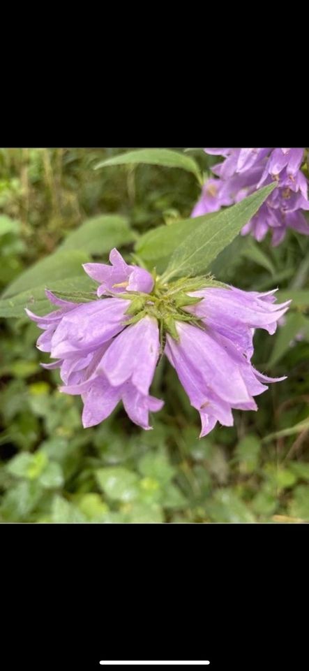 30 Samen Nesselblättrige Glockenblume, Garten Wildbienen Natur in Baldham