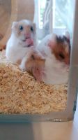Hamster zu verkaufen Niedersachsen - Twistringen Vorschau