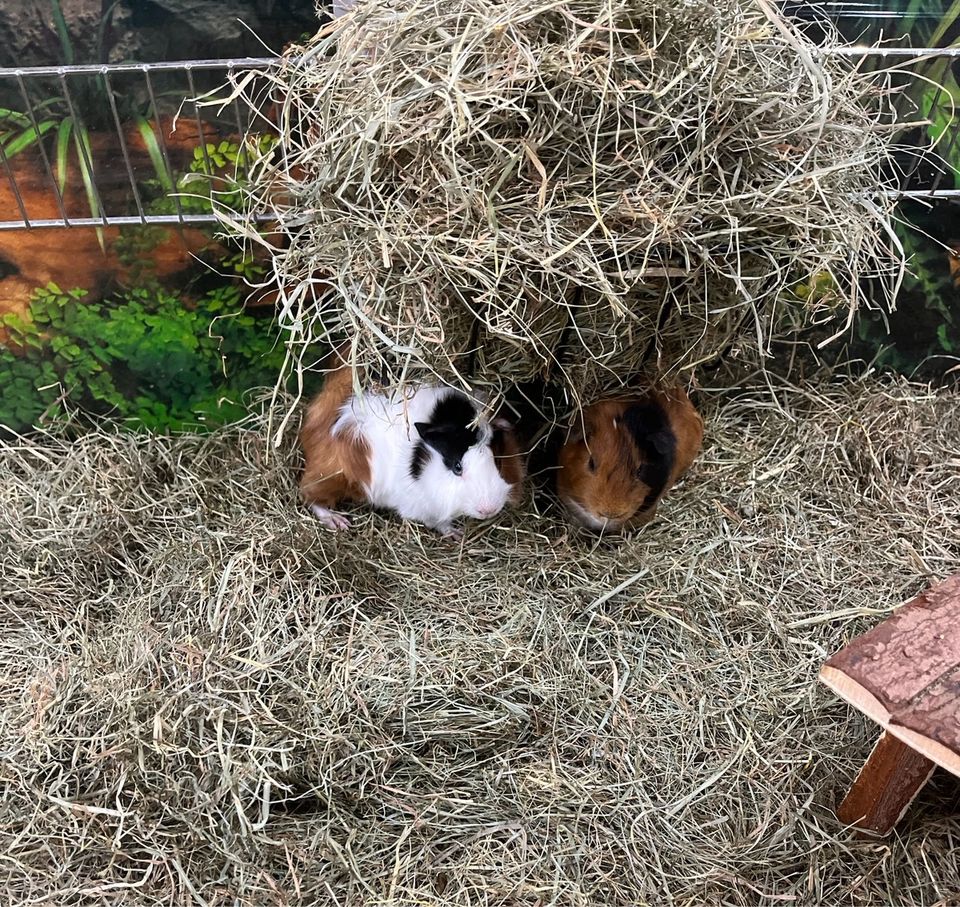 Meerschweinchen Jungtiere suchen zuhause, Garten und Zoo Lieret in Mönchengladbach