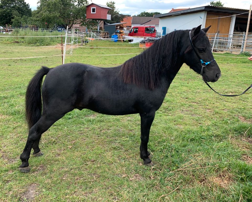 American Miniature Horse Stute AMHA in Hohenhameln