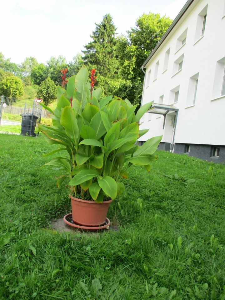 Samen meiner Cannapflanzen in Kreuzebra