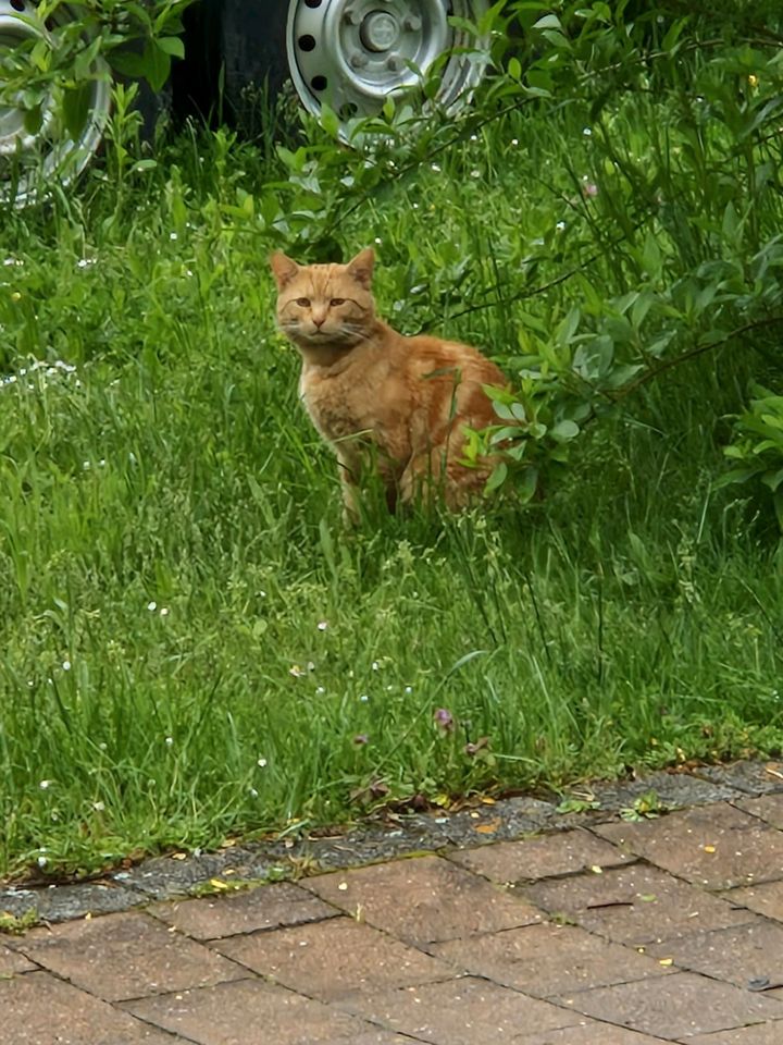 ?Vermisst jemand seine Katzen In wildenstein? in Fichtenau